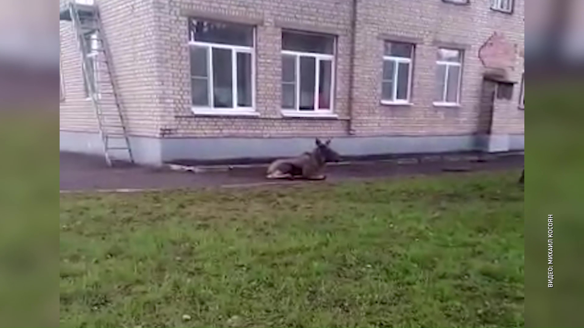 ВИДЕО: На территорию ярославского садика пробрался лось