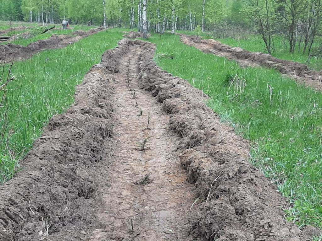 В регионе высадили более 100 тысяч елей в рамках акции "Сад памяти"