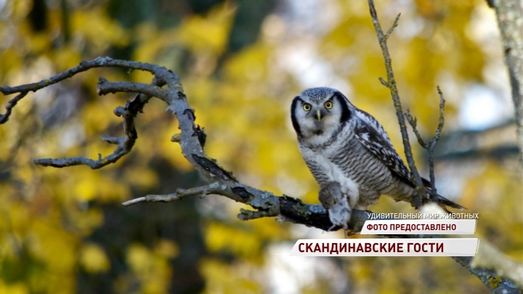 В Рыбинск прилетели ястребиные совы
