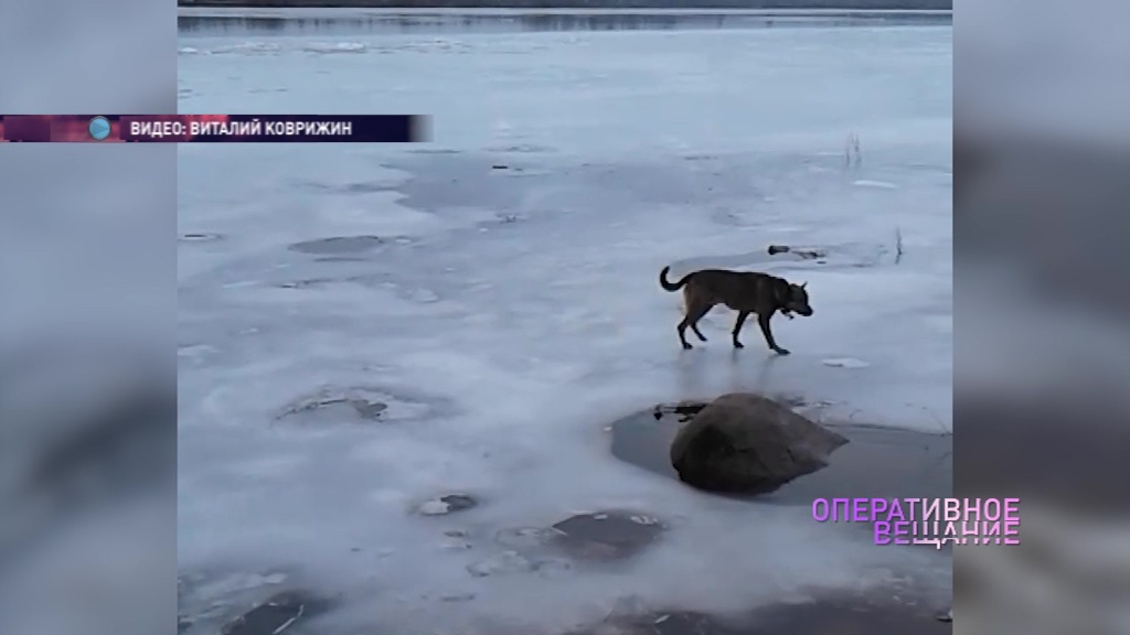 ВИДЕО: Спасатели выручили застрявшую на льдине собаку