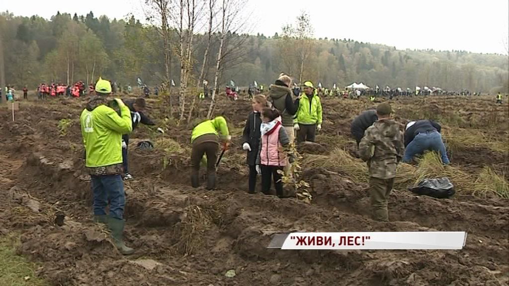 Ярославская область приняла участие в акции «Живи, лес!»: сколько деревьев уже посадили