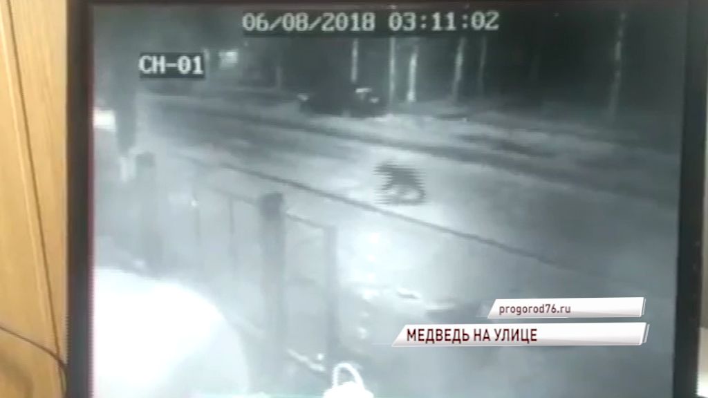 В Угличе по улицам бегал медведь