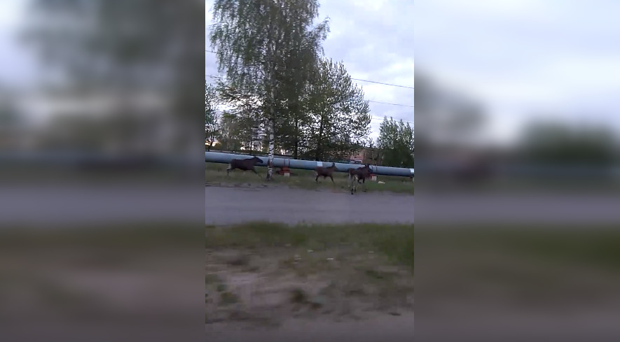 По Ярославлю пробежали сразу четыре лосенка