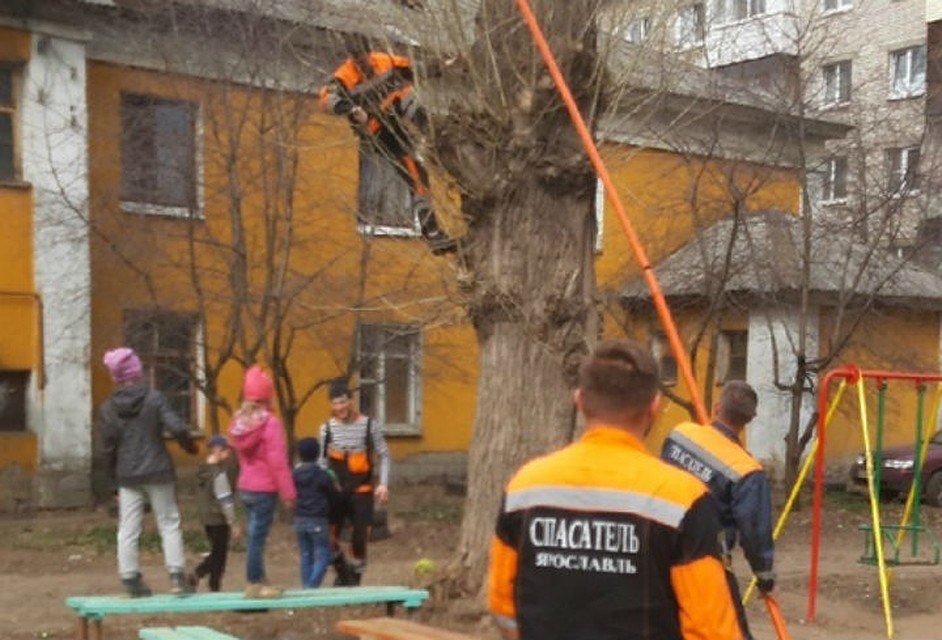 Ярославские спасатели помогли детям достать с дерева мячик