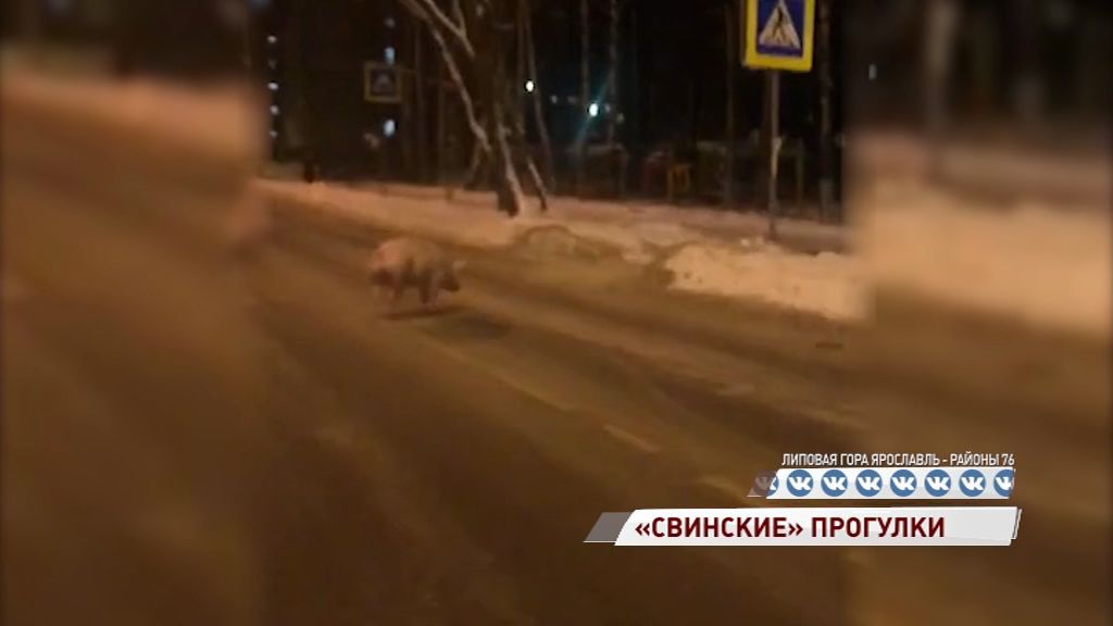 На ярославских улицах снова появилась свинья