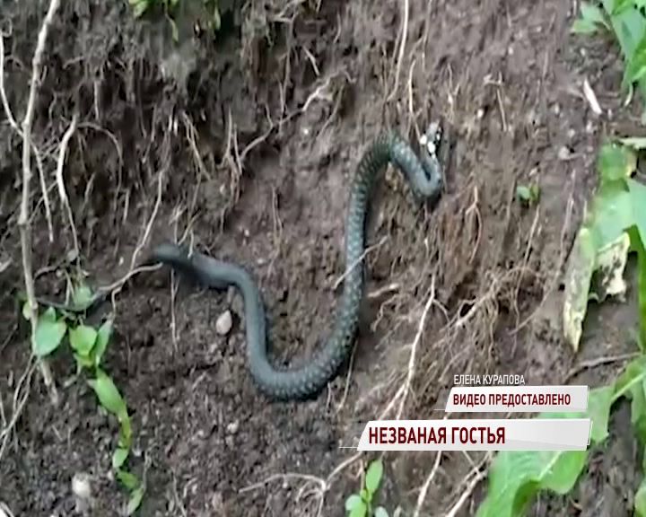 Большая змея напугала жителей Брагина