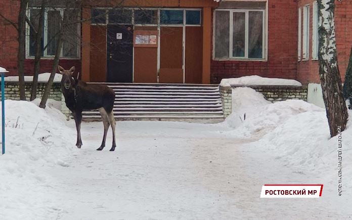 Лосенок забрел в детский сад поселка Семибратово