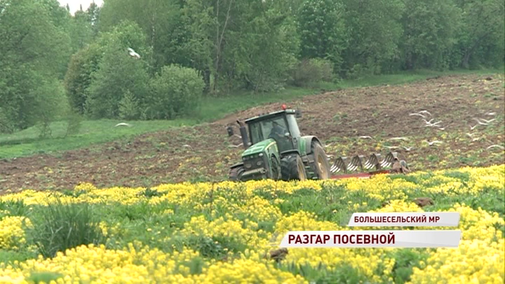 Посевная в разгаре: какие культуры будут выращивать в этом году на Ярославской земле