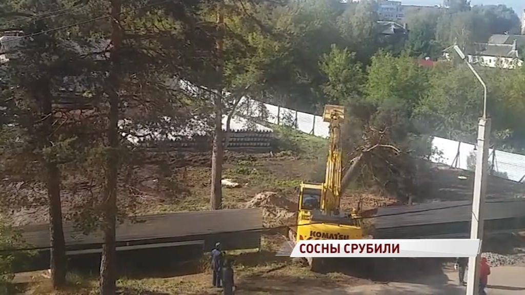 Отстоять вековые сосны все-таки не удалось: в Норском спили деревья