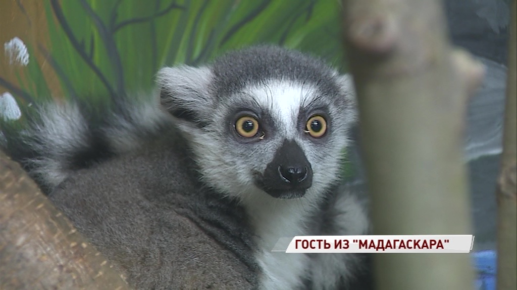 Король Джулиан прибыл в Ярославль: в зоопарке поселился кошачий лемур