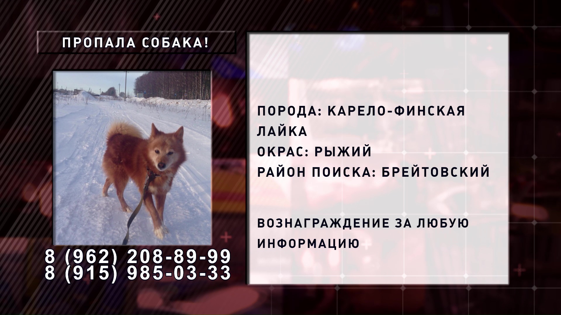 В Брейтовском районе пропала рыжая собака