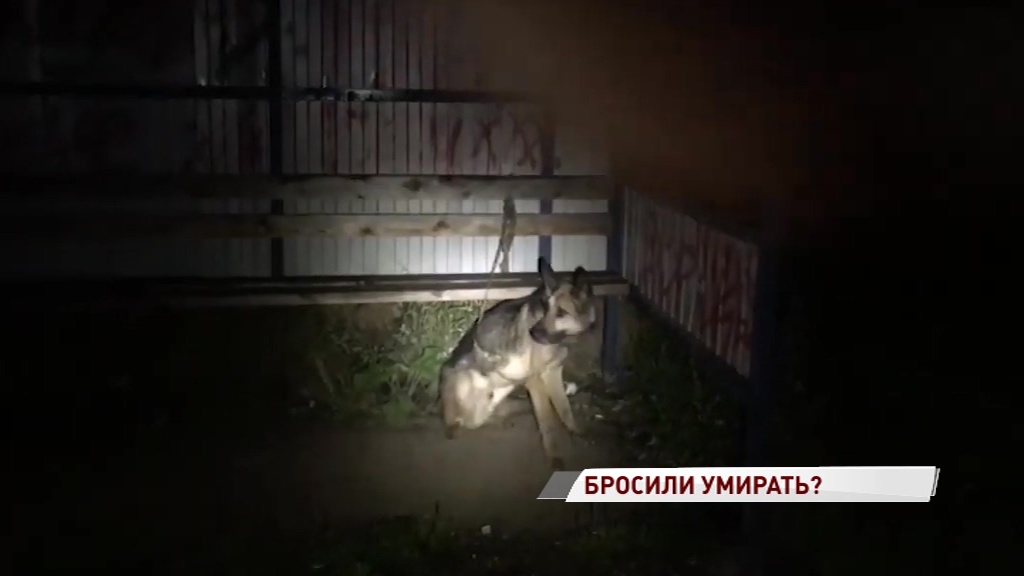 В Ярославле неизвестный приковал цепью к остановке пса и бросил его умирать