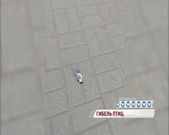 В Ярославле массово гибнут синицы: рассказываем причины