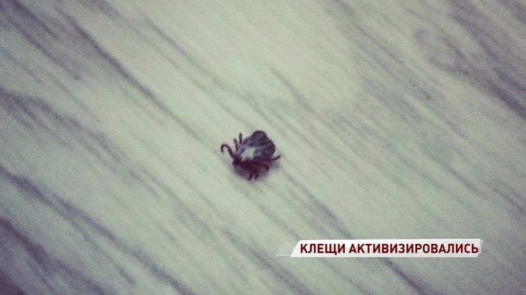 Первых клещей нашли в Некрасовском районе