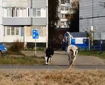 Ничего необычного: ярославцы сняли на видео гуляющее по городу стадо коров