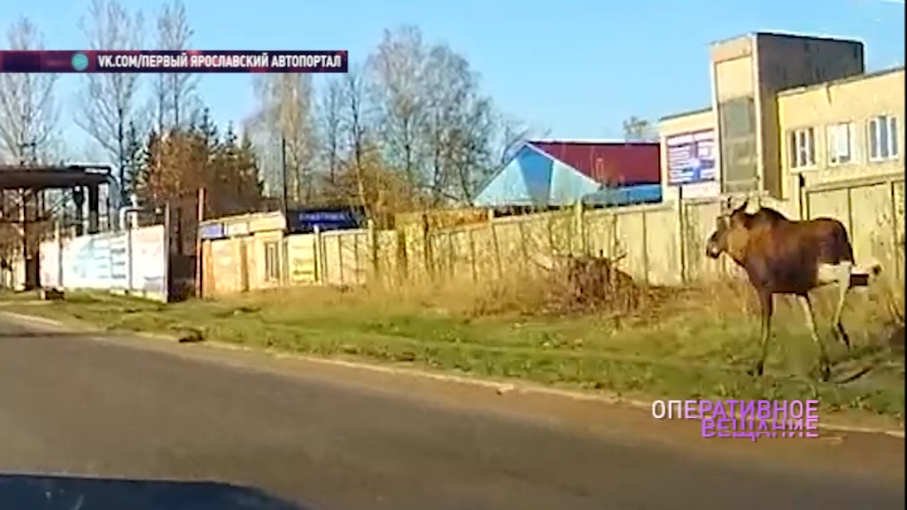 ВИДЕО: Лось несется по трассе рядом с автомобилем