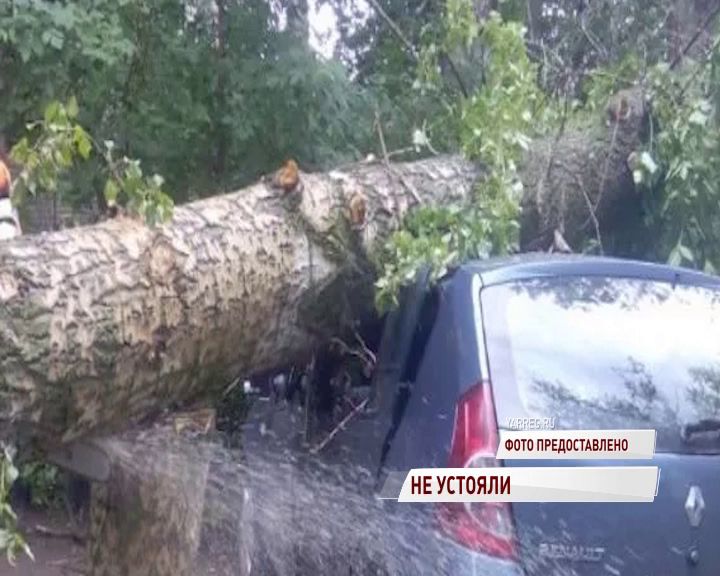 В Ярославле из-за сильного ветра попадали деревья