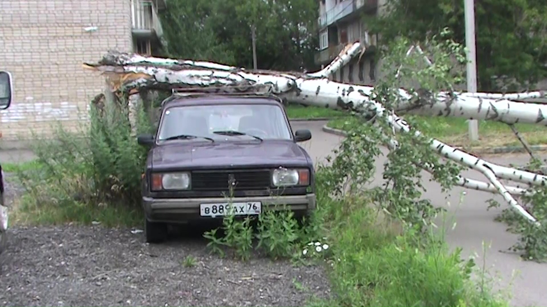Упавшие деревья и оборванные провода: ночью на Ярославскую область обрушилась стихия