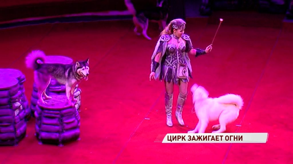 Премьера нового шоу в ярославском цирке: как зрители оценили выступление