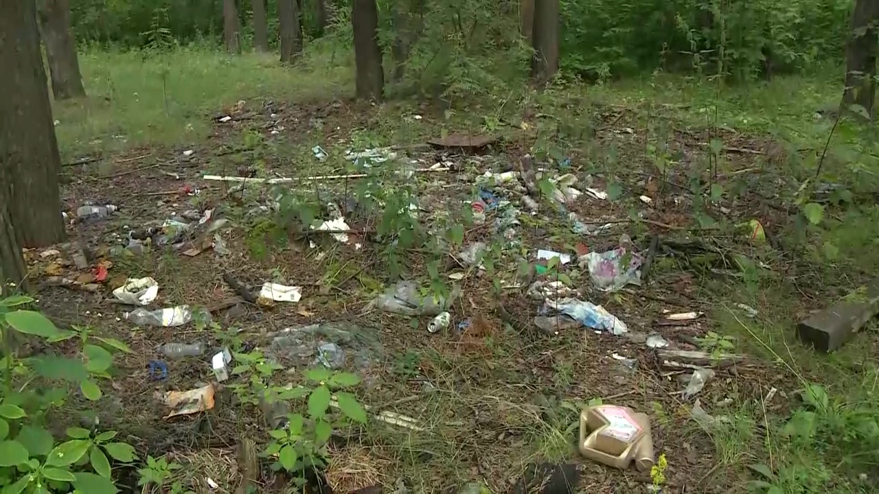 В лесу в Ярославском районе собрали почти пять кубометров мусора