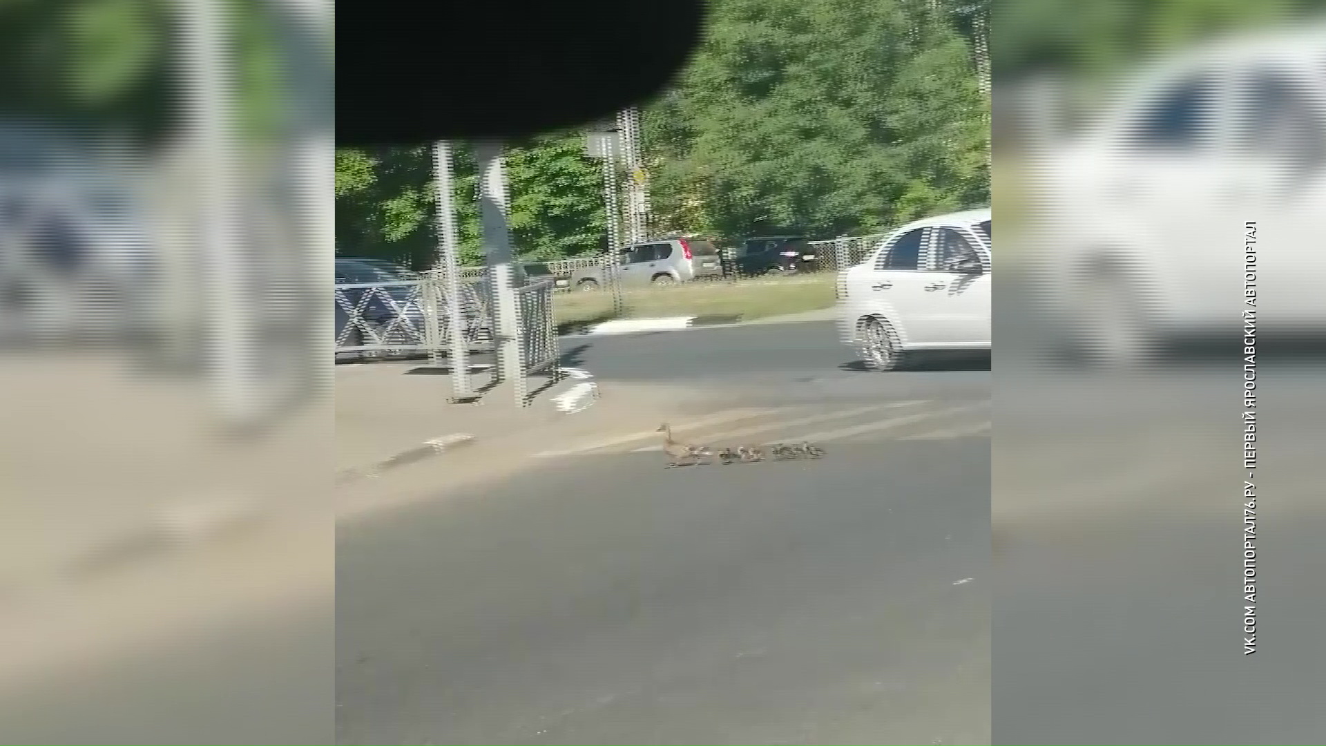 ВИДЕО: В Ярославле утка с выводком утят показала пример соблюдения ПДД