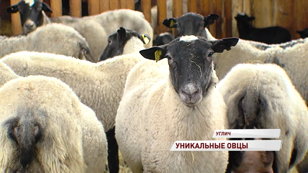 В регионе появился первый племенной завод по разведению овец