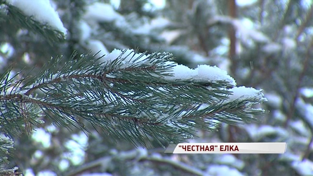 Запах Нового года: сколько стоит живая елка и каков штраф за незаконную вырубку
