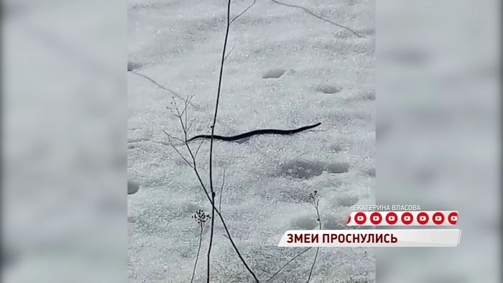 Под Ярославлем проснулись змеи