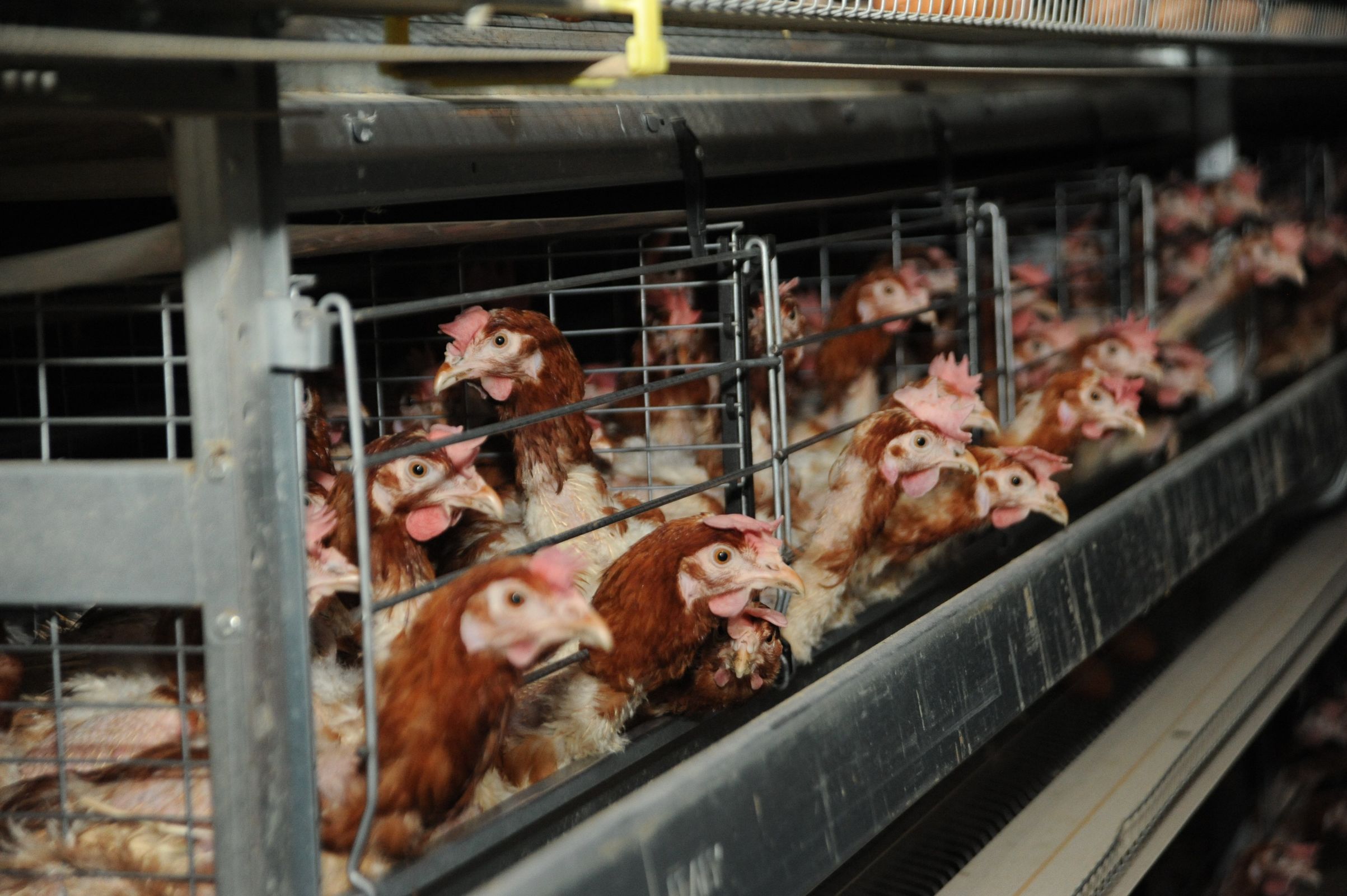 Экспорт продукции АПК в Ярославской области за год вырос в два раза