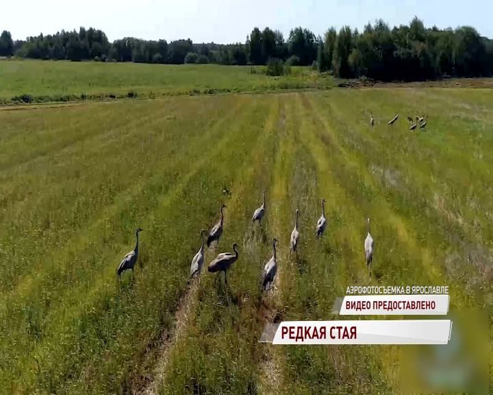 Стая серых журавлей залетела в Ярославскую область