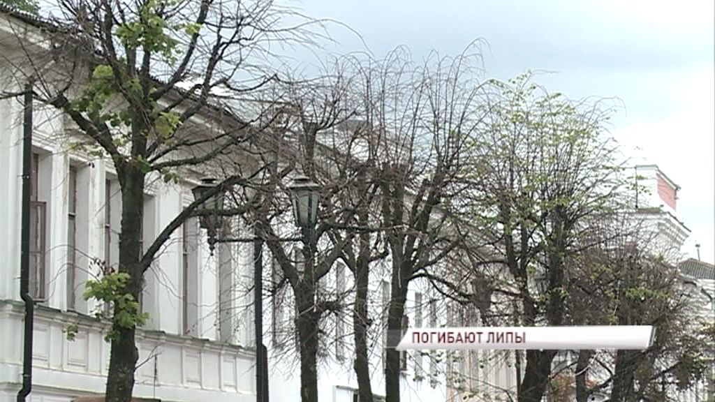 В Ярославле массово гибнут деревья: возможно ли спасти ландшафтный дизайн города