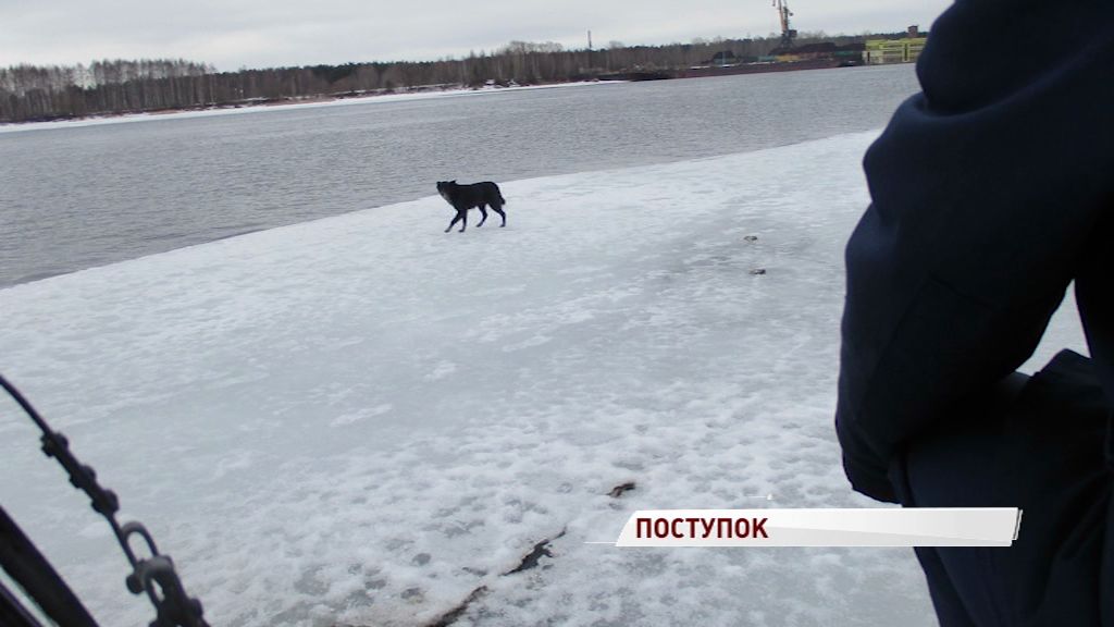 Сотрудники ГИМС сняли с льдины дворнягу
