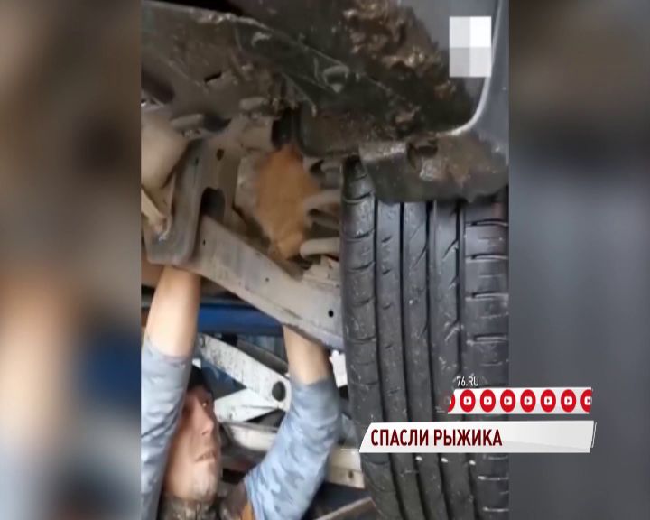 Мастера ярославского автосервиса спасли котенка из металлической ловушки