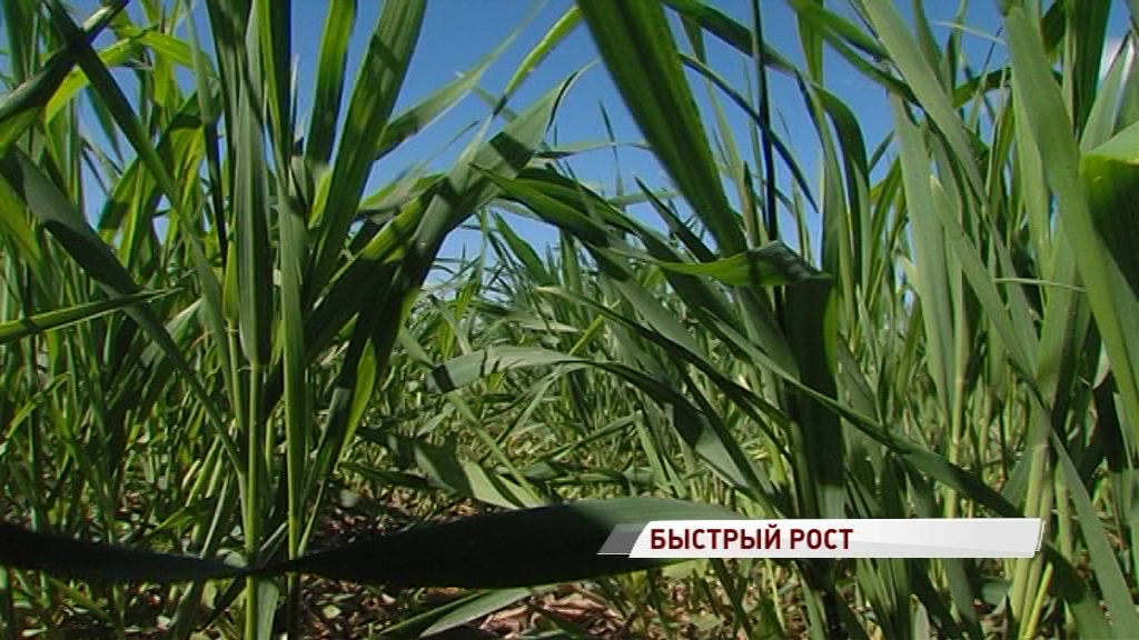 Новое удобрение повысило урожайность пшеницы на 30 процентов
