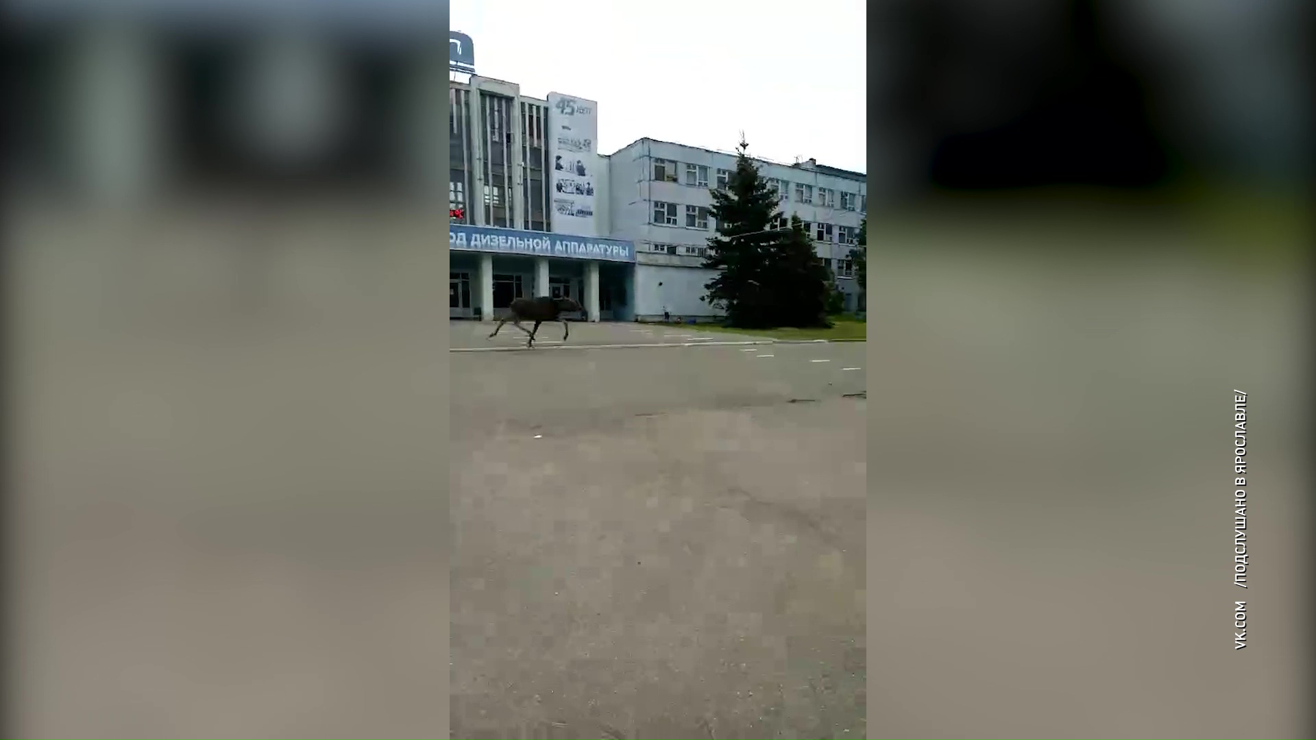 ВИДЕО: По Заволге пробежал лось-спринтер