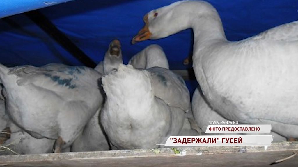 Сотрудники ДПС задержали гусей - нелегалов