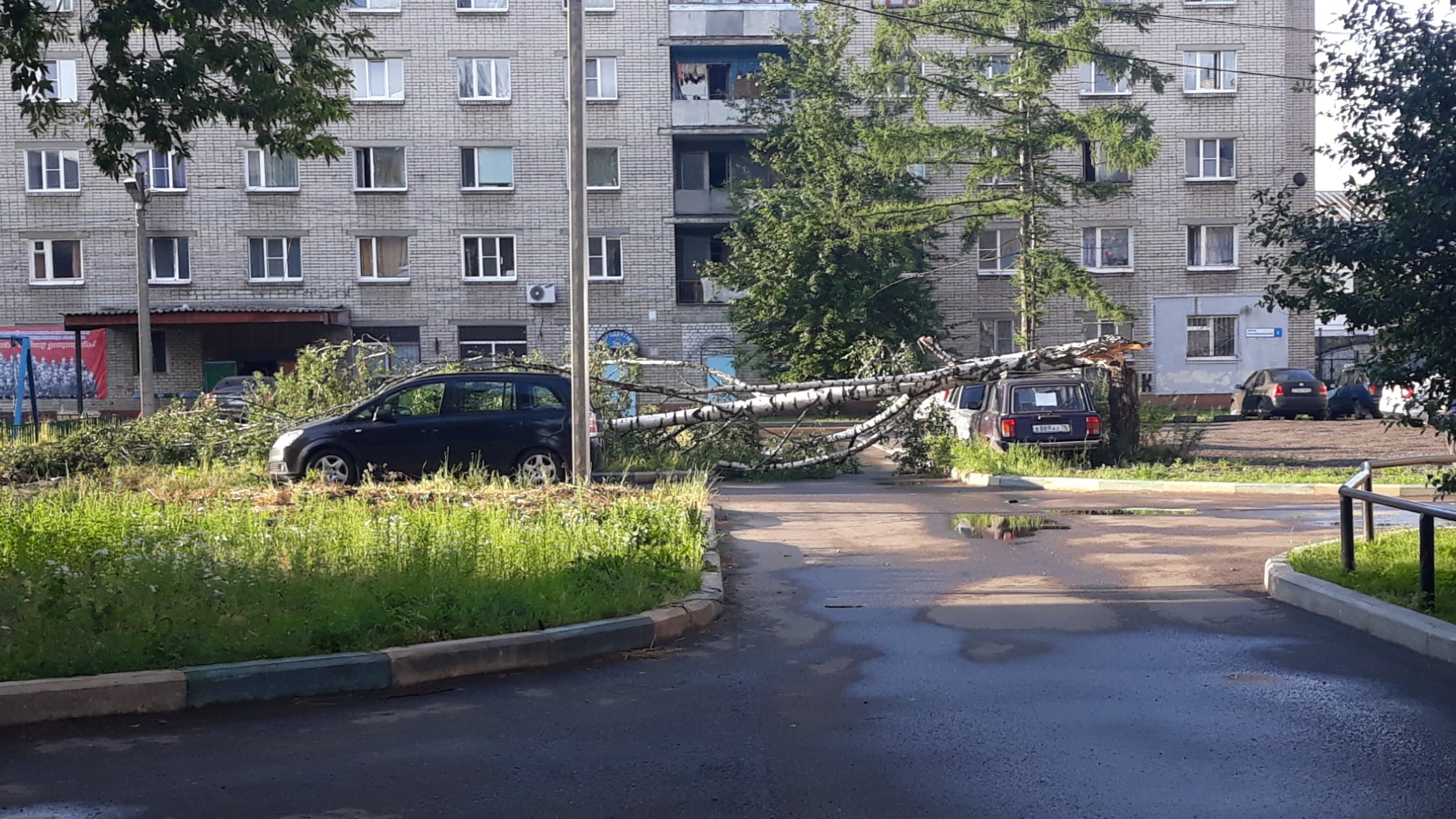 В Ярославле сильный ветер повалил несколько деревьев