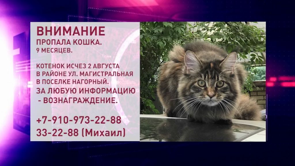 В Ярославле пропал котенок мейн-куна