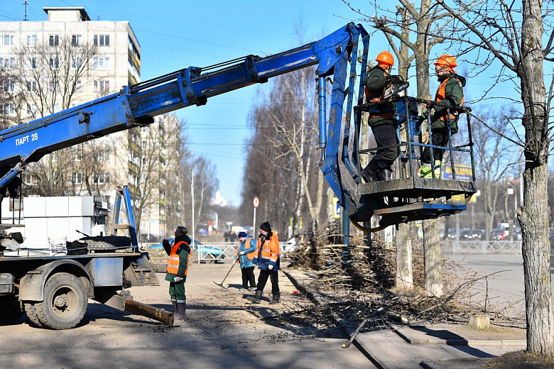 В Ярославле деревья начали готовить к лету