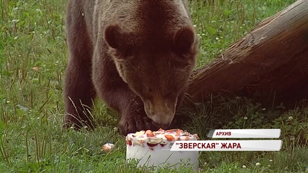Пломбир на завтрак и холодный душ в обед: как животные в зоопарках переживают жару