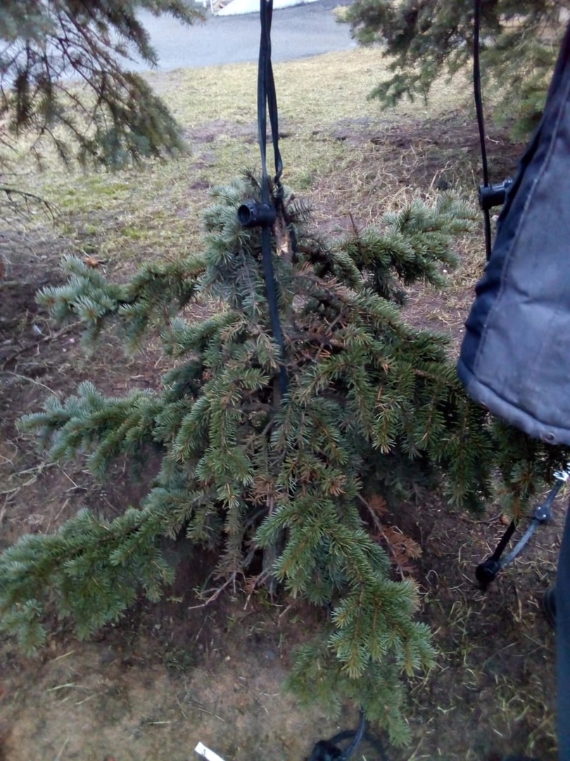 В Заволжском районе вандалы сломали елку и украли с нее гирлянду