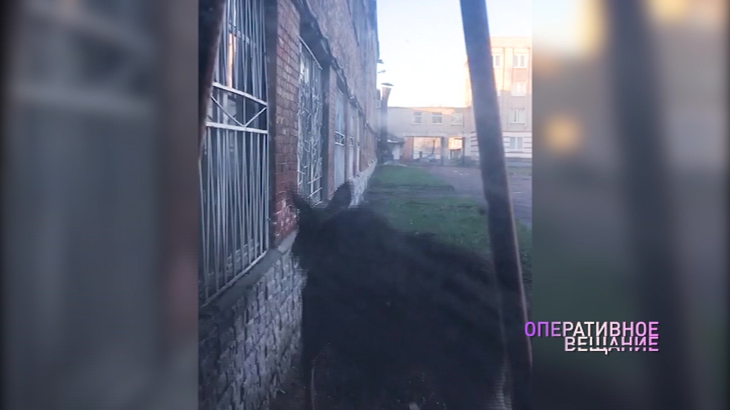 ВИДЕО: Лось пришел учиться на автомеханика