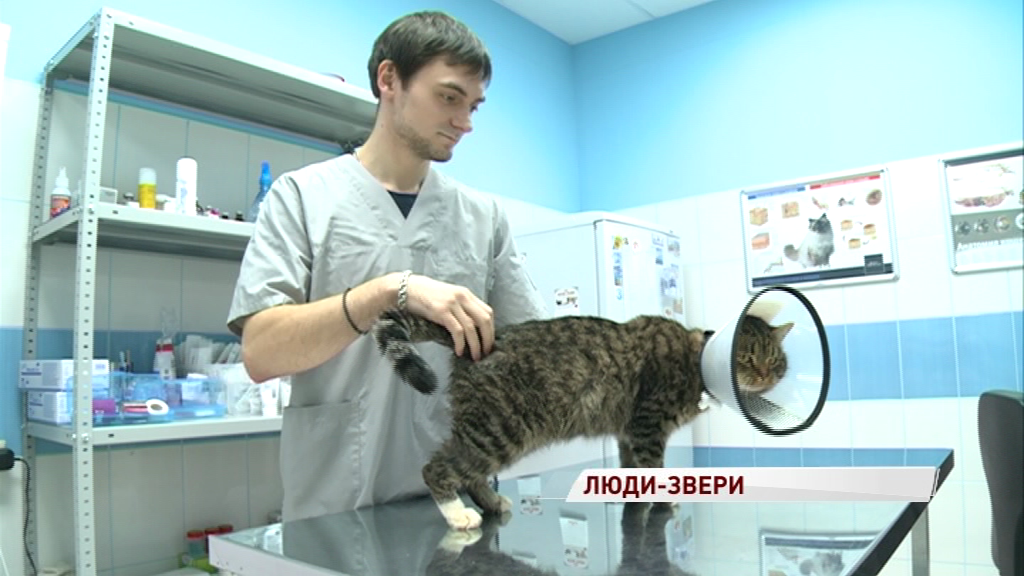 Протыкают внутренние органы прутьями и насилуют: в Тутаеве снова орудуют живодеры