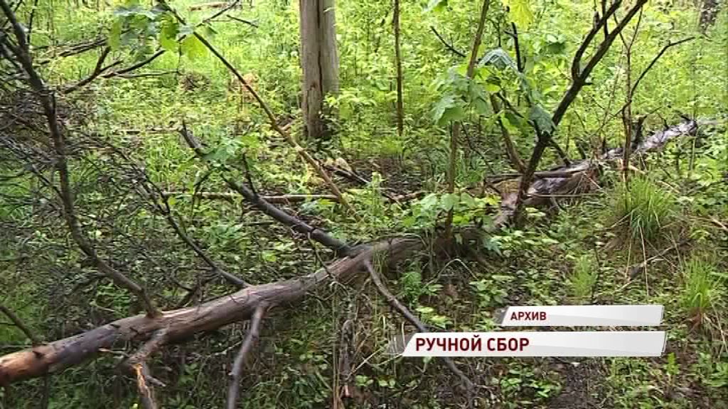 Со следующего года ярославцам запретят перевозить валежник на транспорте