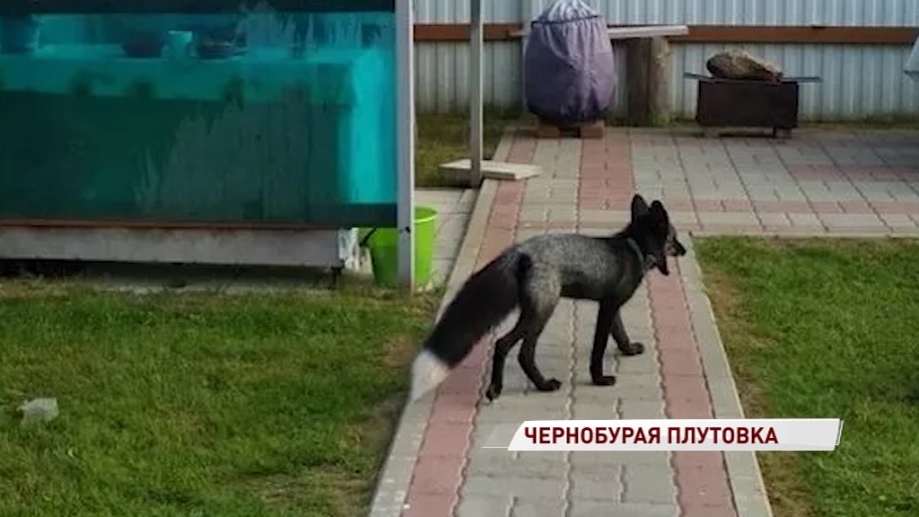 В Рыбинске ищут хозяев заблудившейся лисы с ошейником