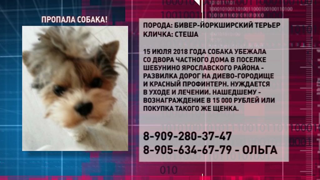 В Ярославле пропала маленькая собачка: нашедшему предлагают крупное вознаграждение