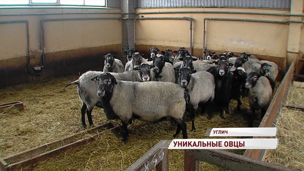 Ситуация с заболеваемостью овец болезнью висна-маеди в регионе стабилизируется