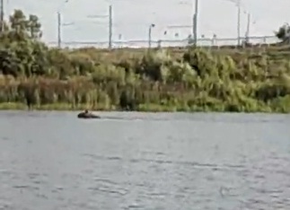 В Которосли сняли лося-спортсмена