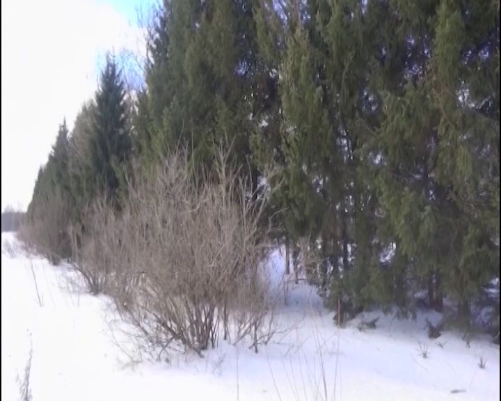 В Угличском районе браконьеры убили 10 лосей