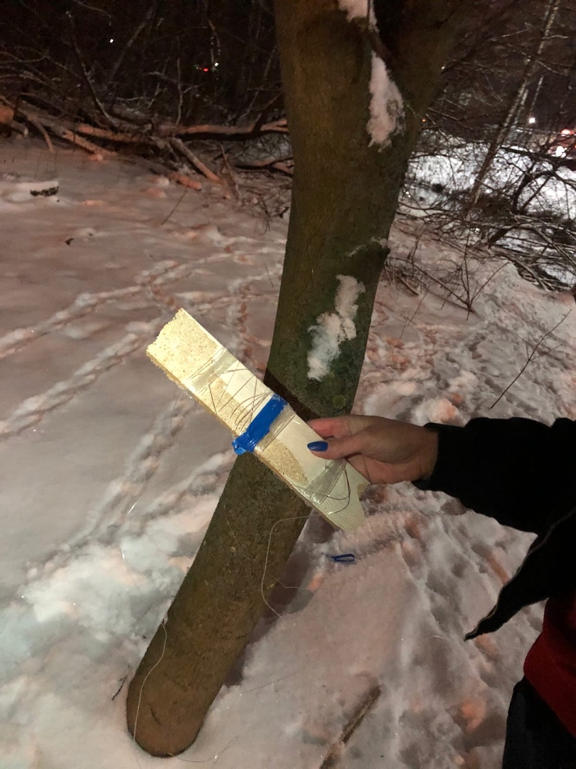 В Заволжском районе неизвестные ловят прикормленных уток на леску с хлебом